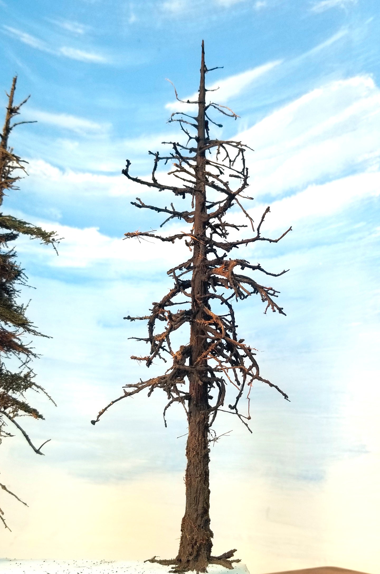 Snag Trees - 14-15 Inches