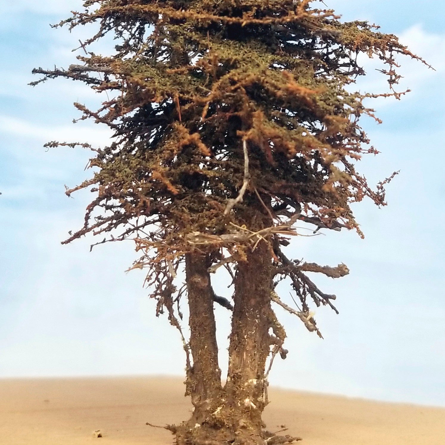 Double Trunk Tree - 7 Inch