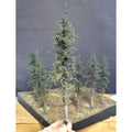 Swampy Cedar Trees, 8 inches, Five Trees