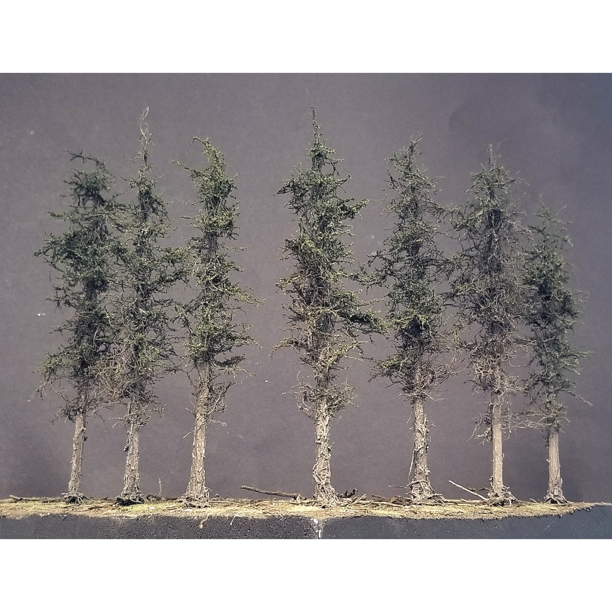Swampy Cedar Trees, 6 inches, Six Trees