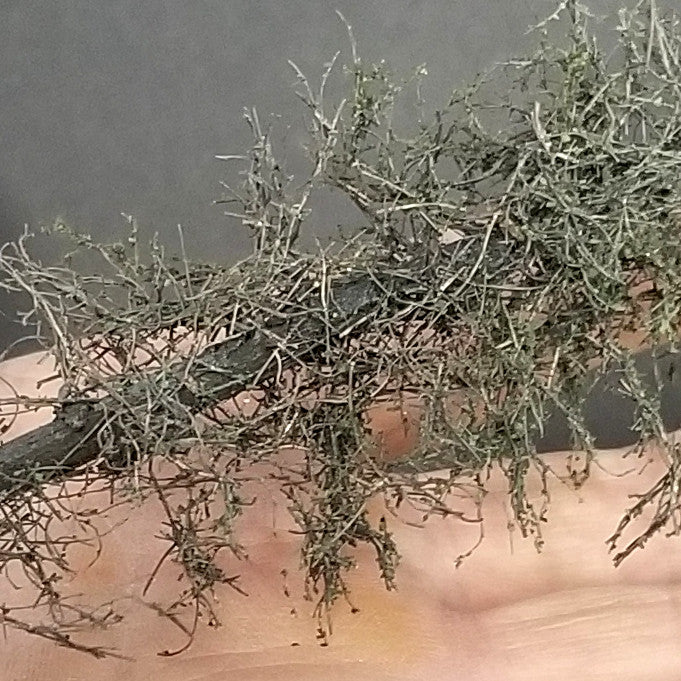 Swampy Cedar Trees, 8 inches, Five Trees