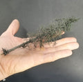 Swampy Cedar Trees, 6 inches, Six Trees