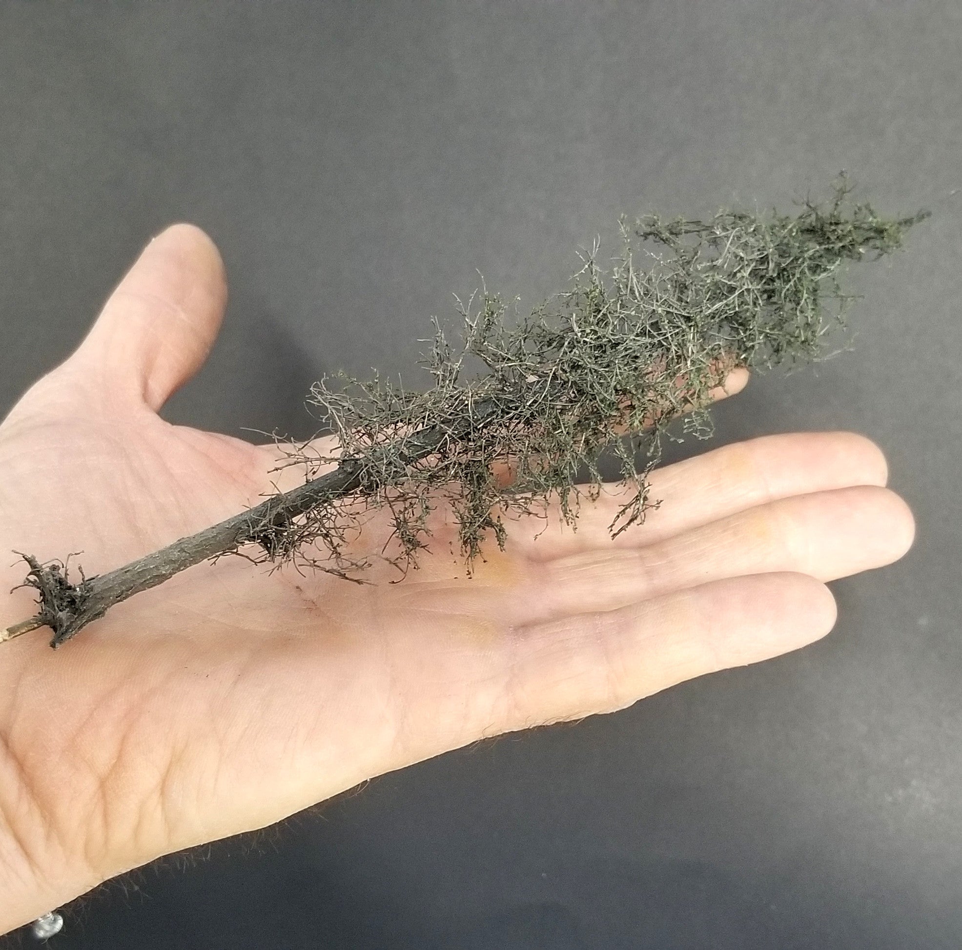 Swampy Cedar Trees, 6 inches, Six Trees