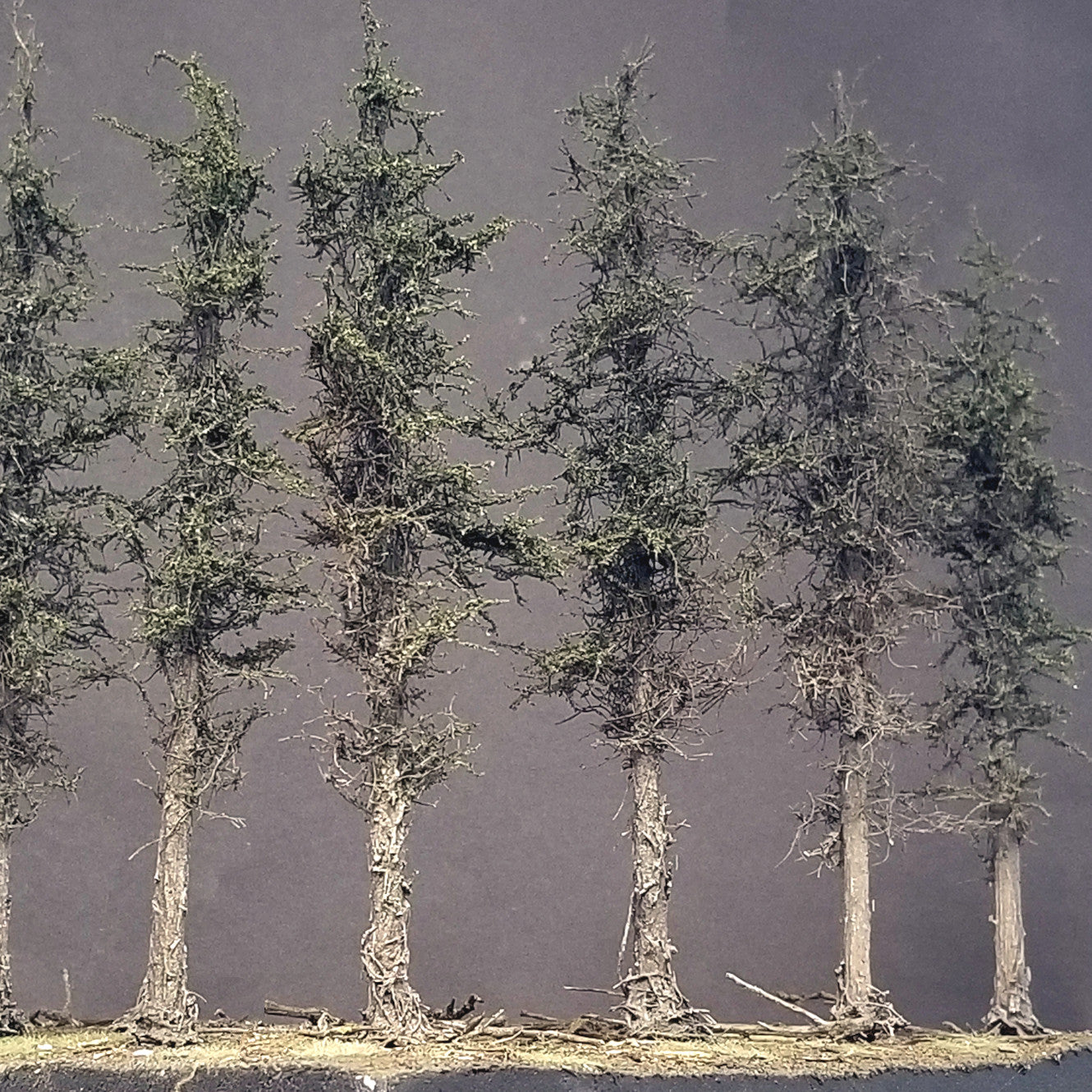 Swampy Cedar Trees, 8 inches, Five Trees