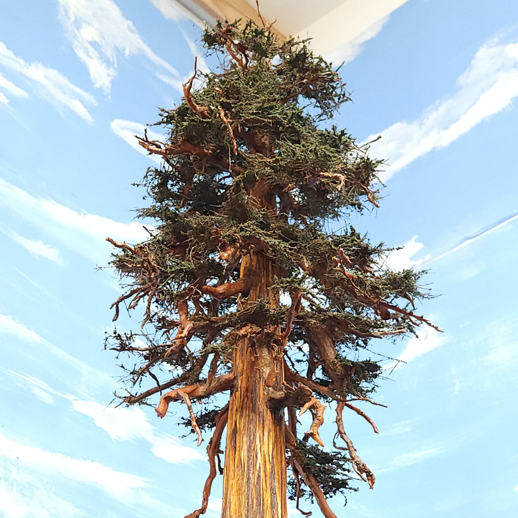 Redwood Tree 22 Inch