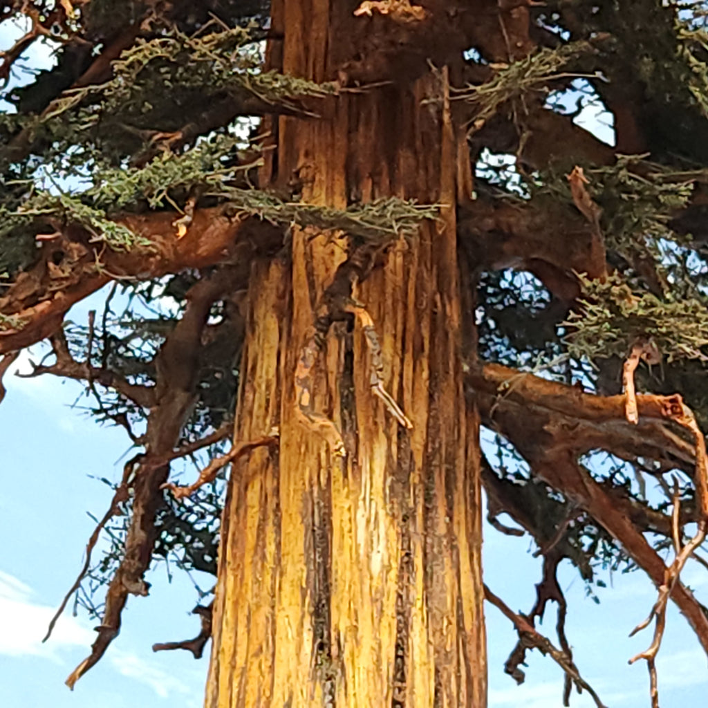 Redwood Tree 22 Inch