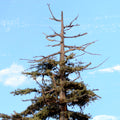 Redwood Tree 16 Inch
