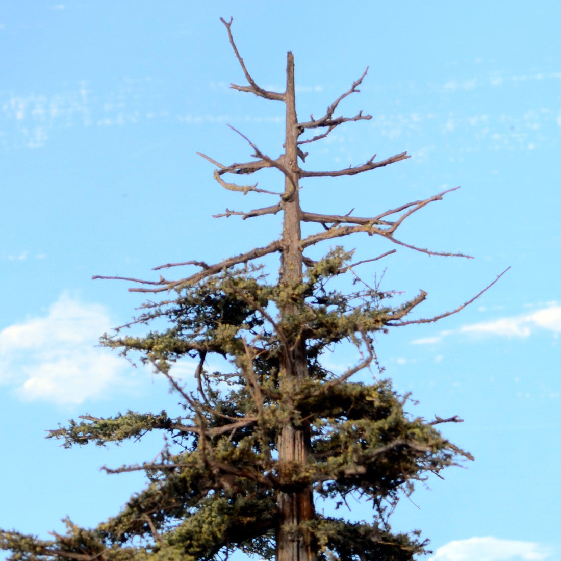 Redwood Tree 16 Inch