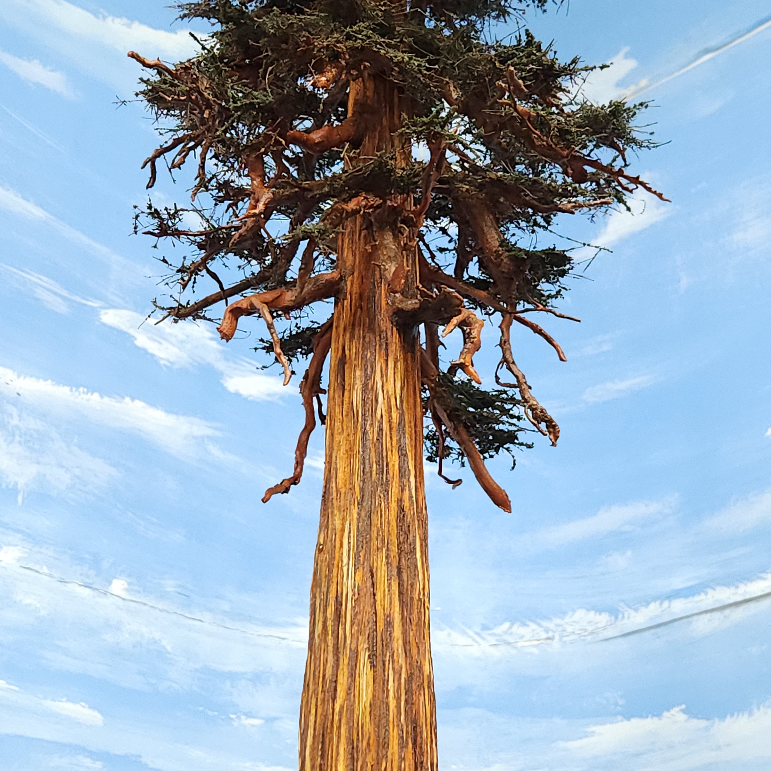 Redwood Tree 42 Inch