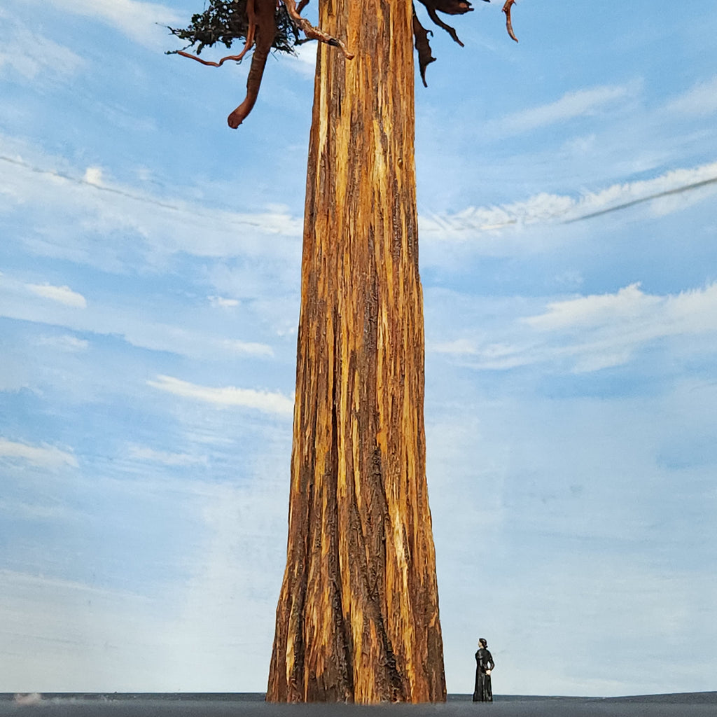 Redwood Tree 42 Inch