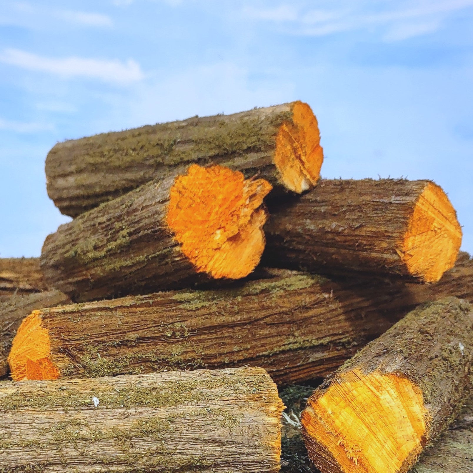 Jumbo Logs