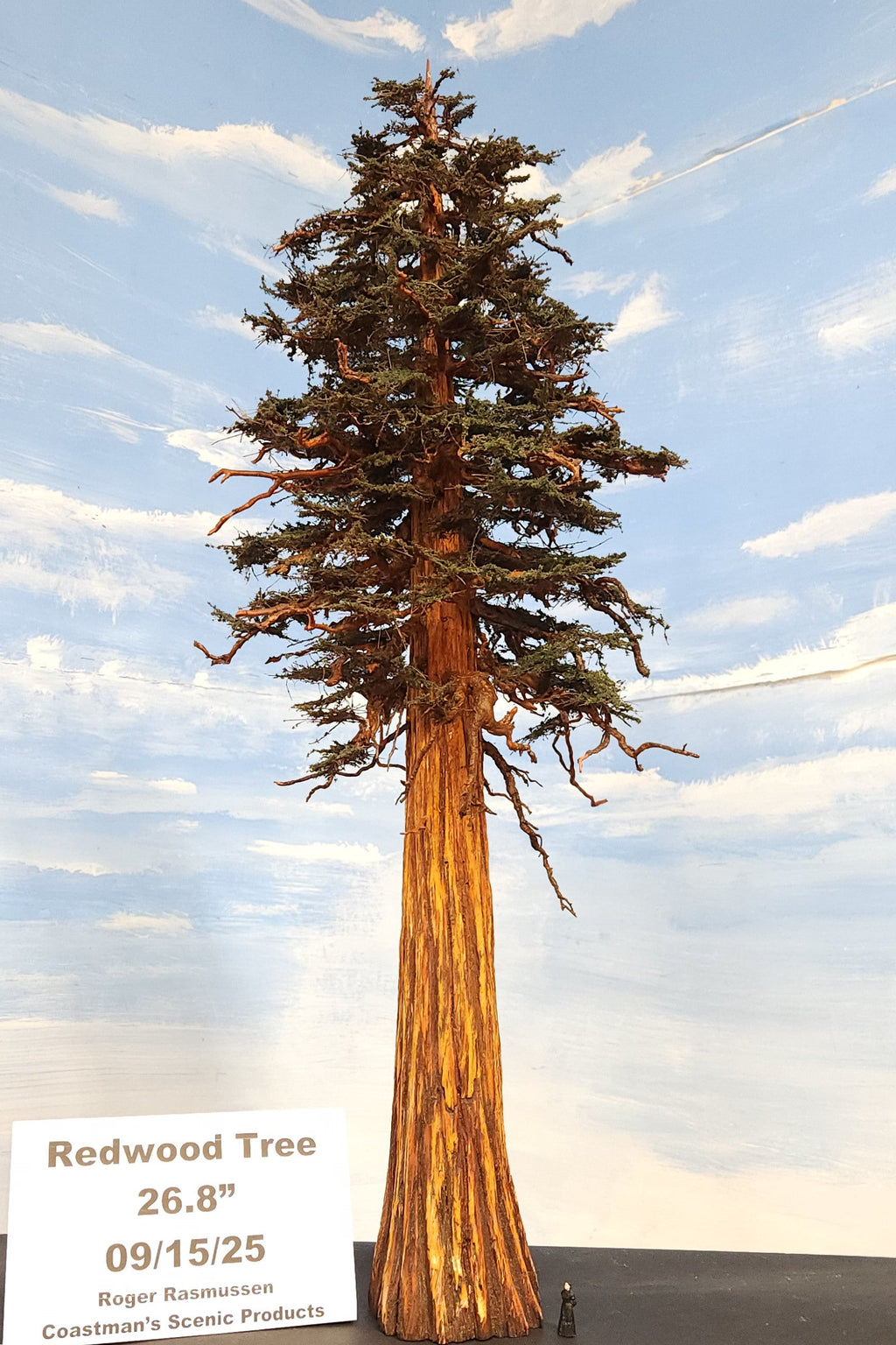 Scale Model Redwood Tree 27 inches tall made by Roger Rasmussen, Coastman's Scenic Products, September 2025, Port Orford, Oregon, USA