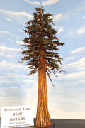Scale Model Redwood Tree 27 inches tall made by Roger Rasmussen, Coastman's Scenic Products, September 2025, Port Orford, Oregon, USA