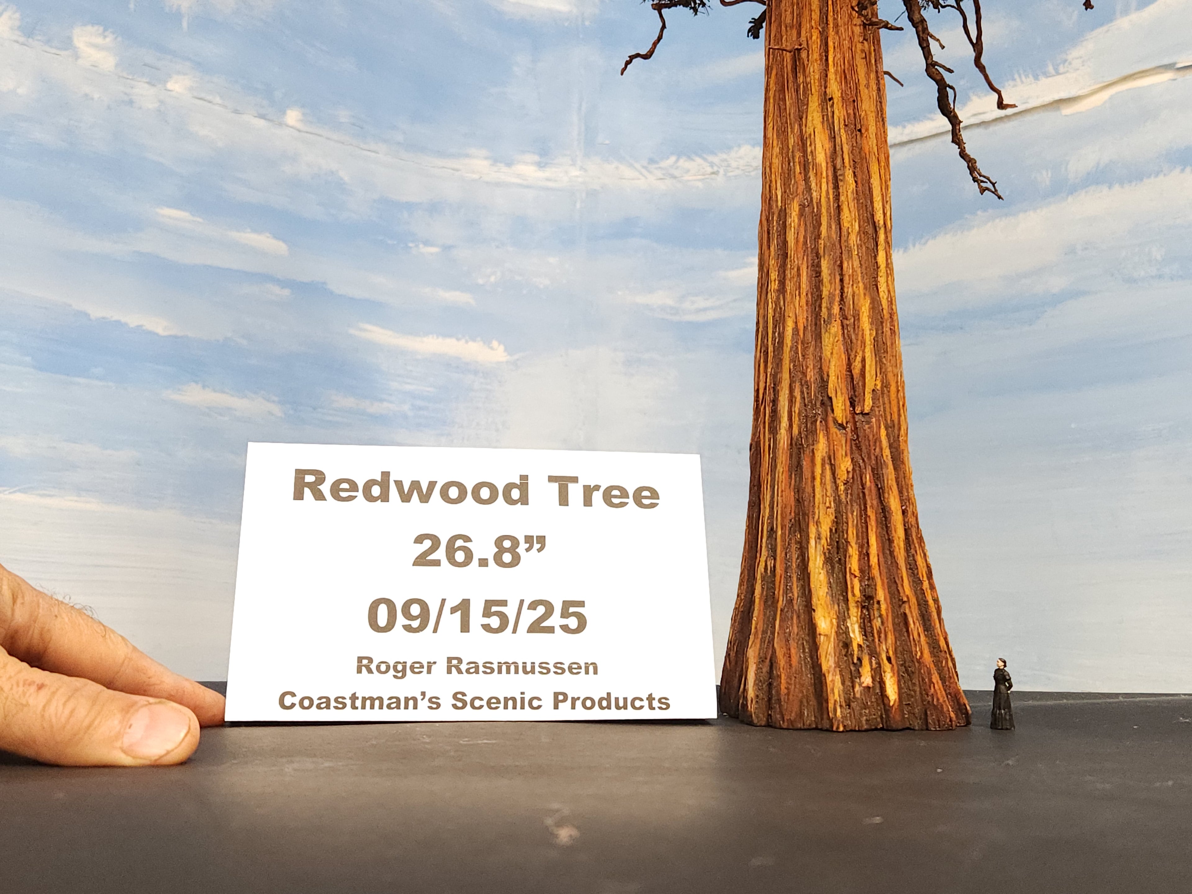 Redwood Tree 24 Inch