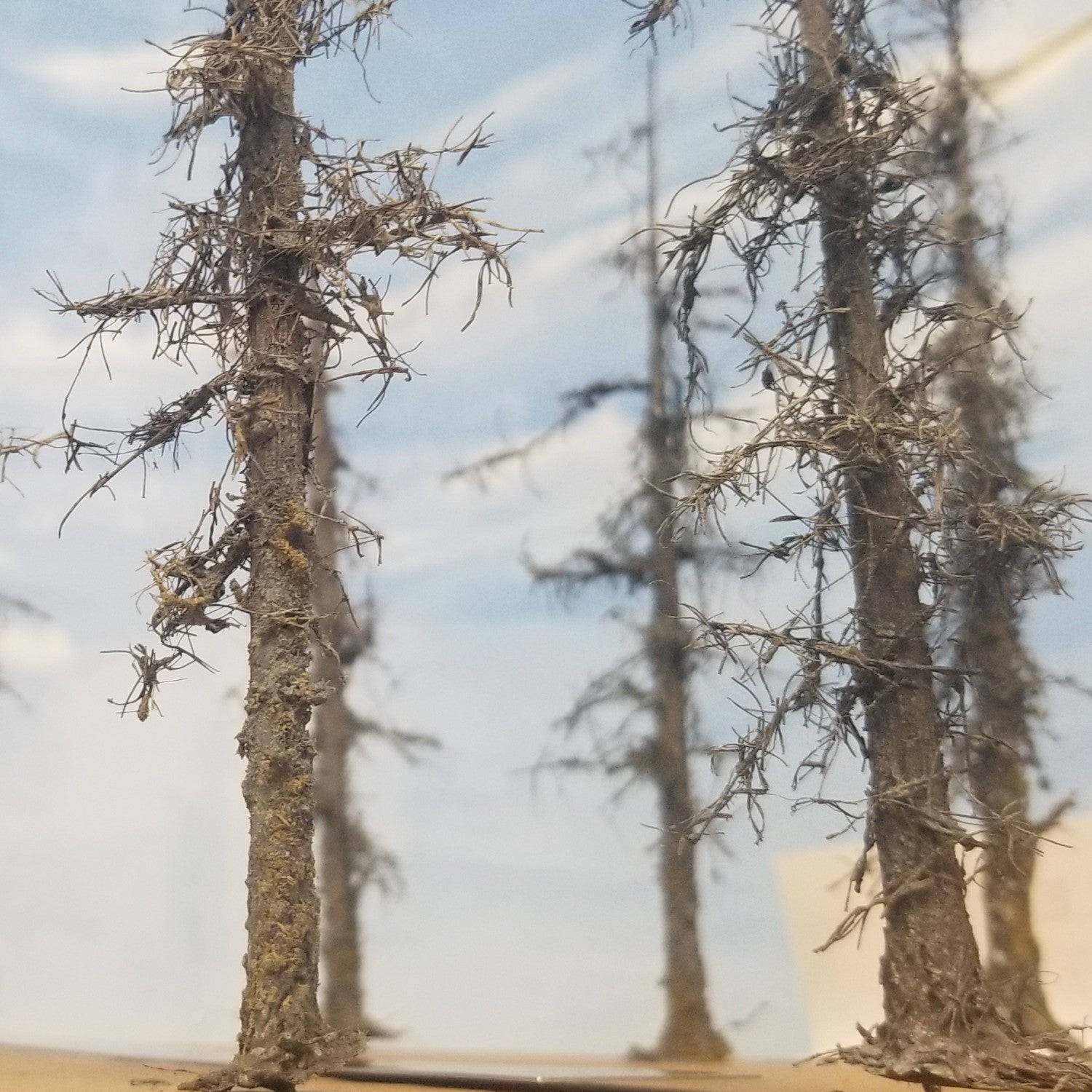 Rough Snags 5 to 7 inches