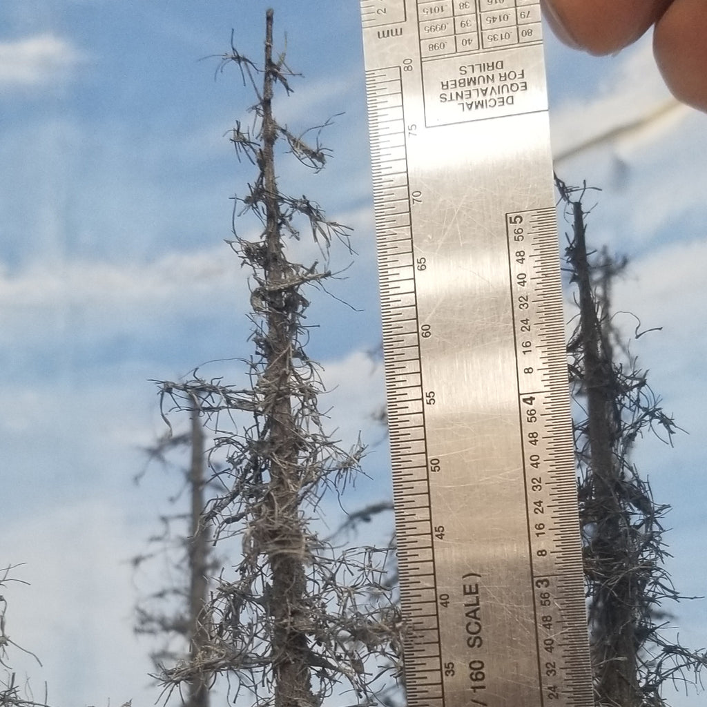 Rough Snags 5 to 7 inches