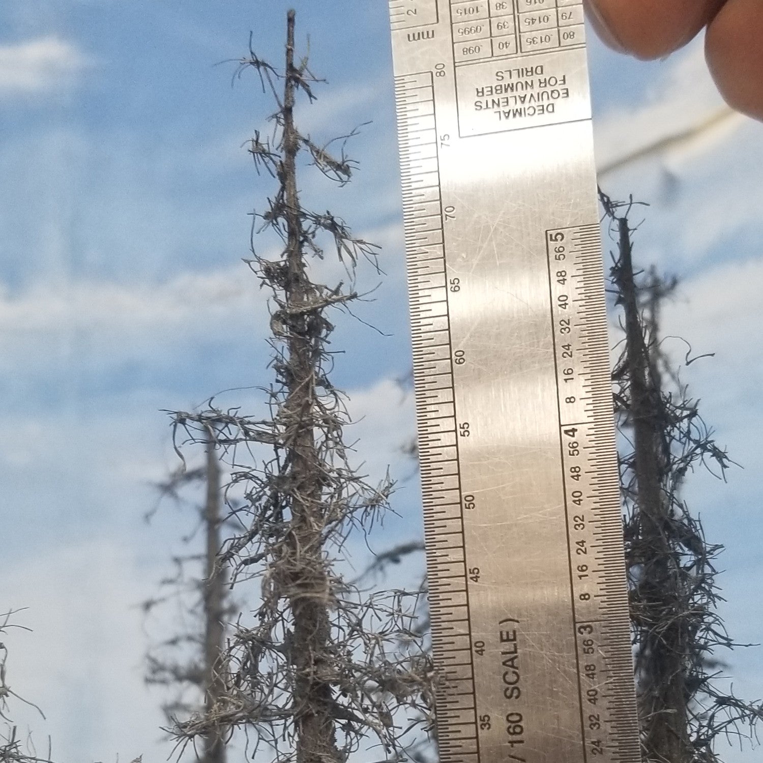 Rough Snags 5 to 7 inches