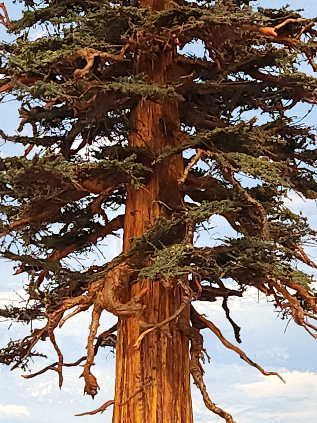 Redwood Tree 26 Inch