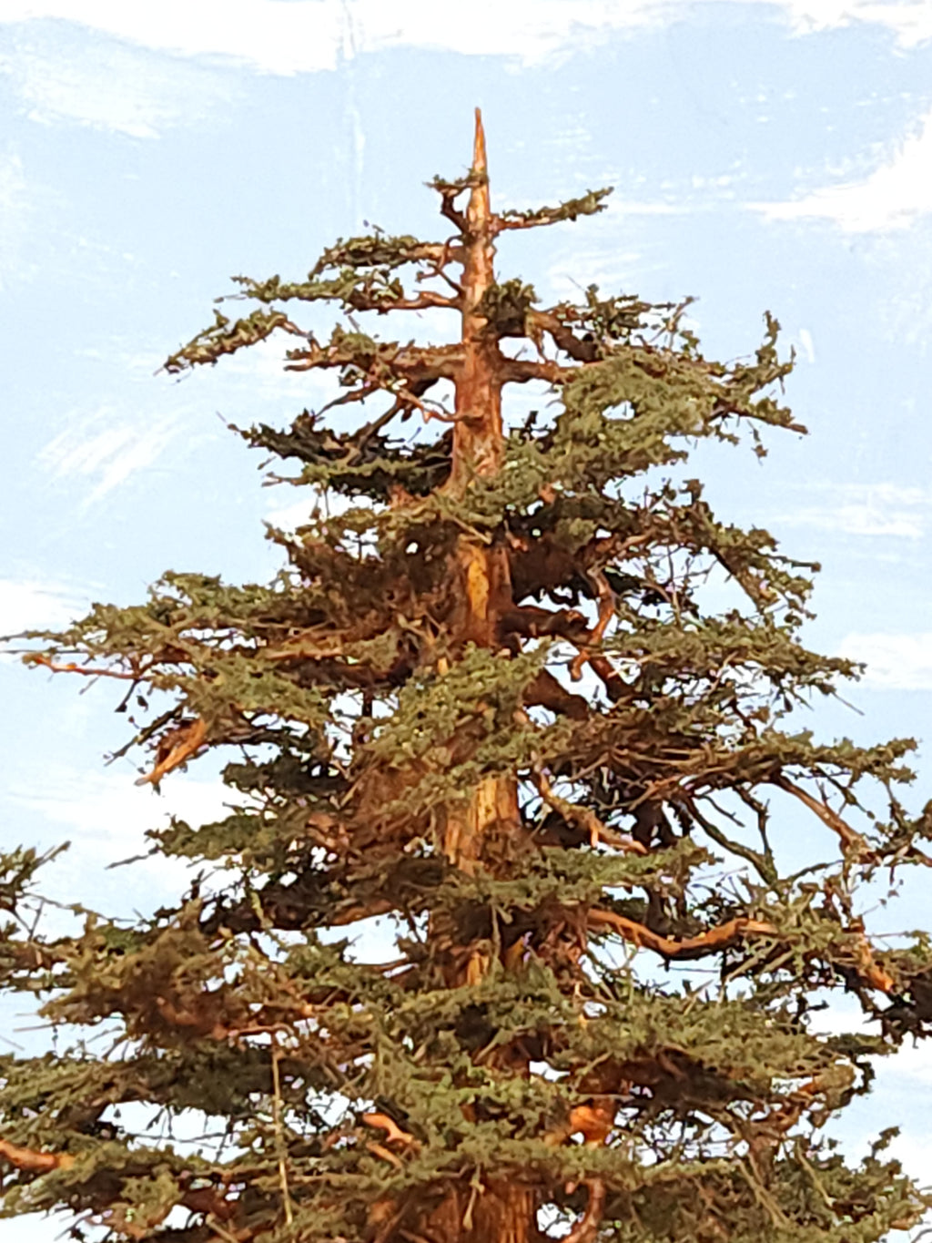 Redwood Tree 26 Inch