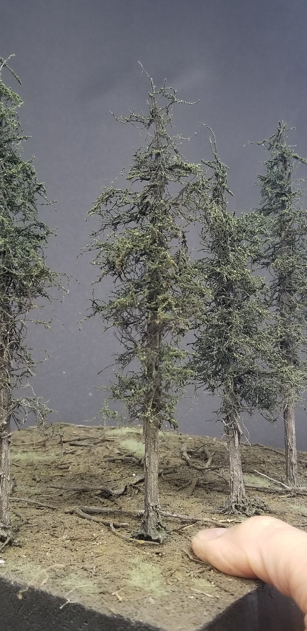 Swampy Cedar Trees, 6 inches, Six Trees