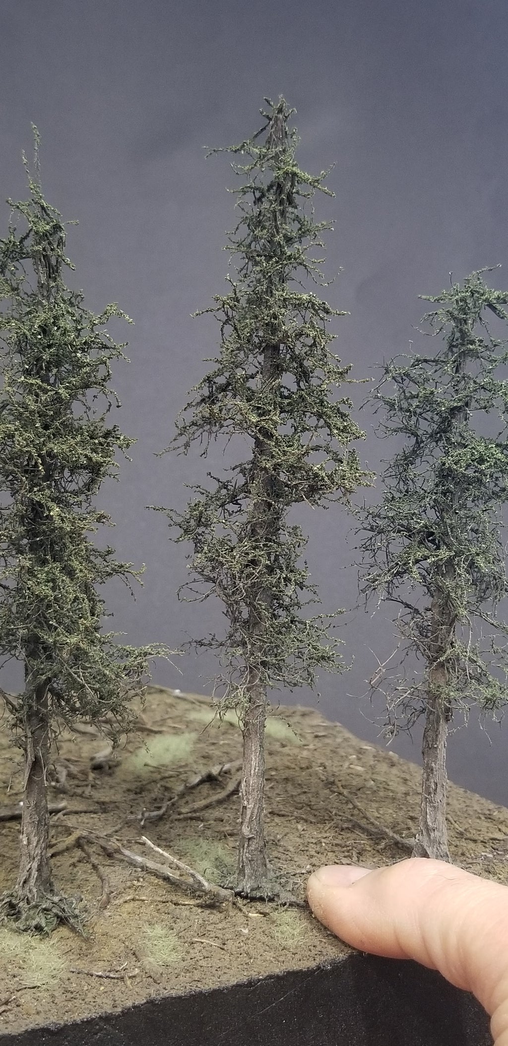 Swampy Cedar Trees, 6 inches, Six Trees