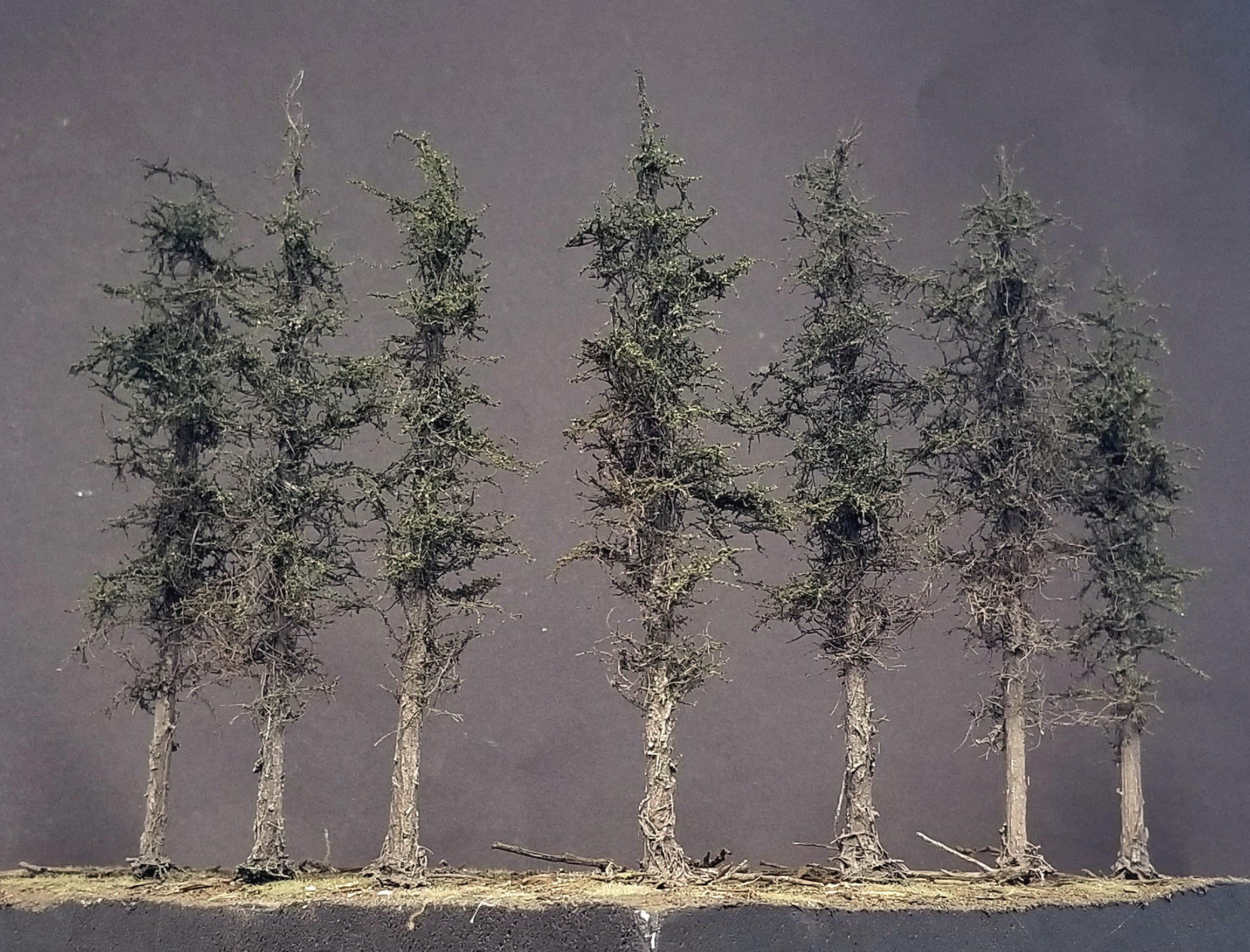 Swampy Cedar Trees, 6 inches, Six Trees