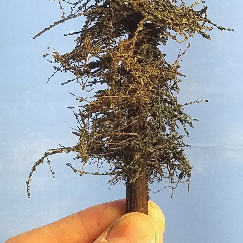 Standard Fir Trees - 7 Inches, FIVE