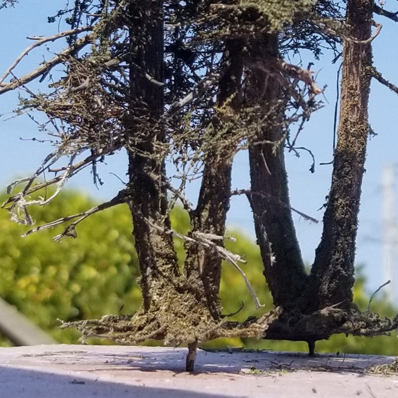 Double Trunk Fir Tree, 9 Inches