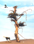 WindyTree #3