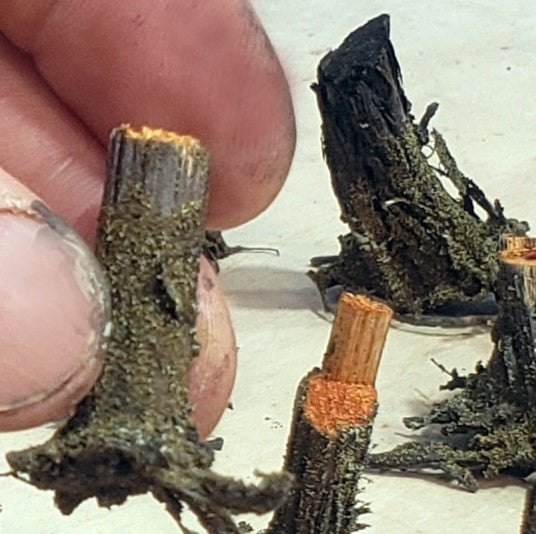 Stumps, 5/16", Chainsaw-Fresh-Cut, Three