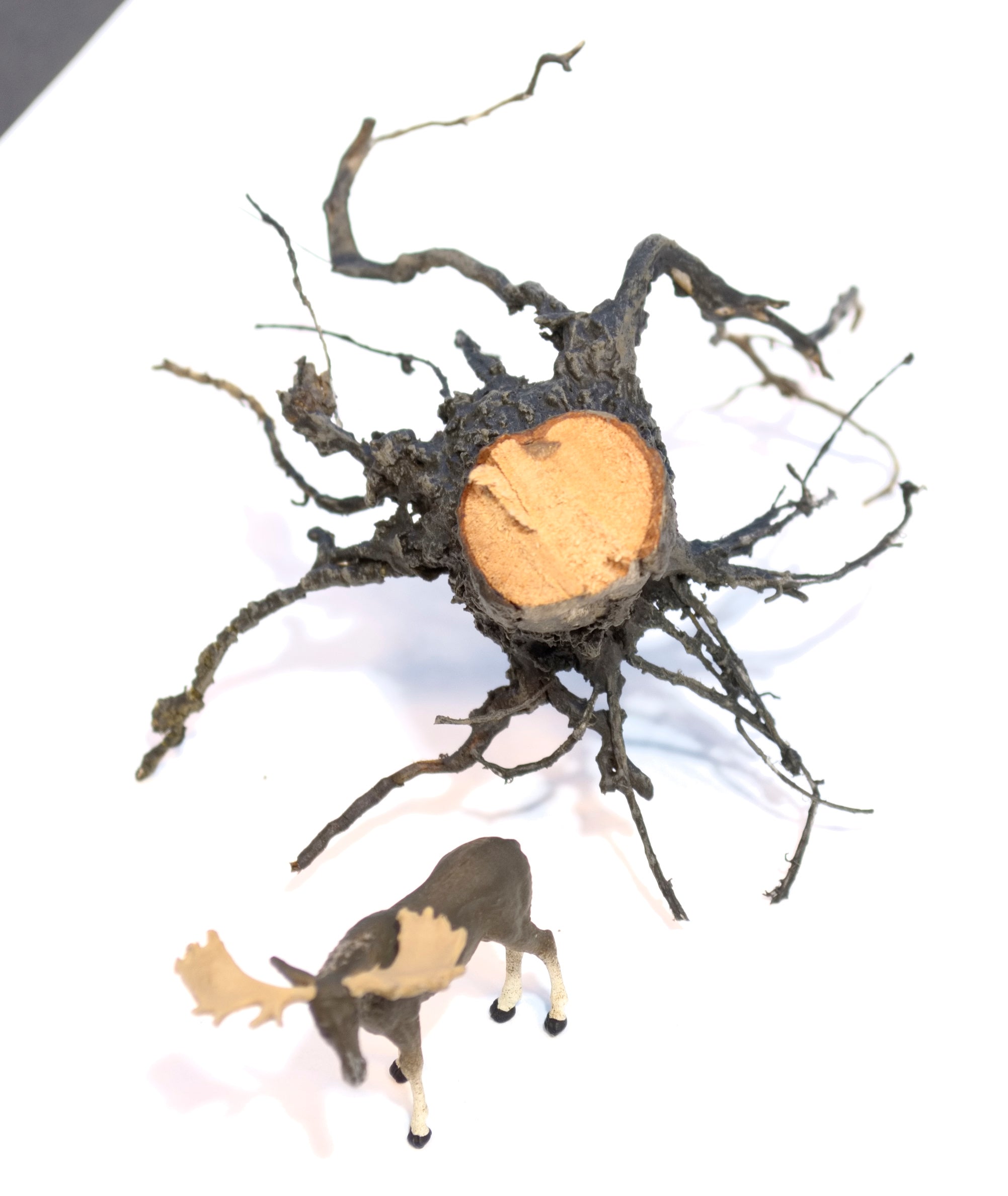 Stumps, 1/2", Chainsaw-Fresh-Cut, Three