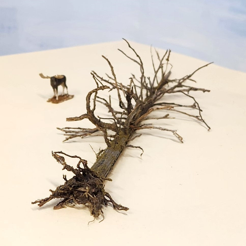 Lying Snag - 11 Inch