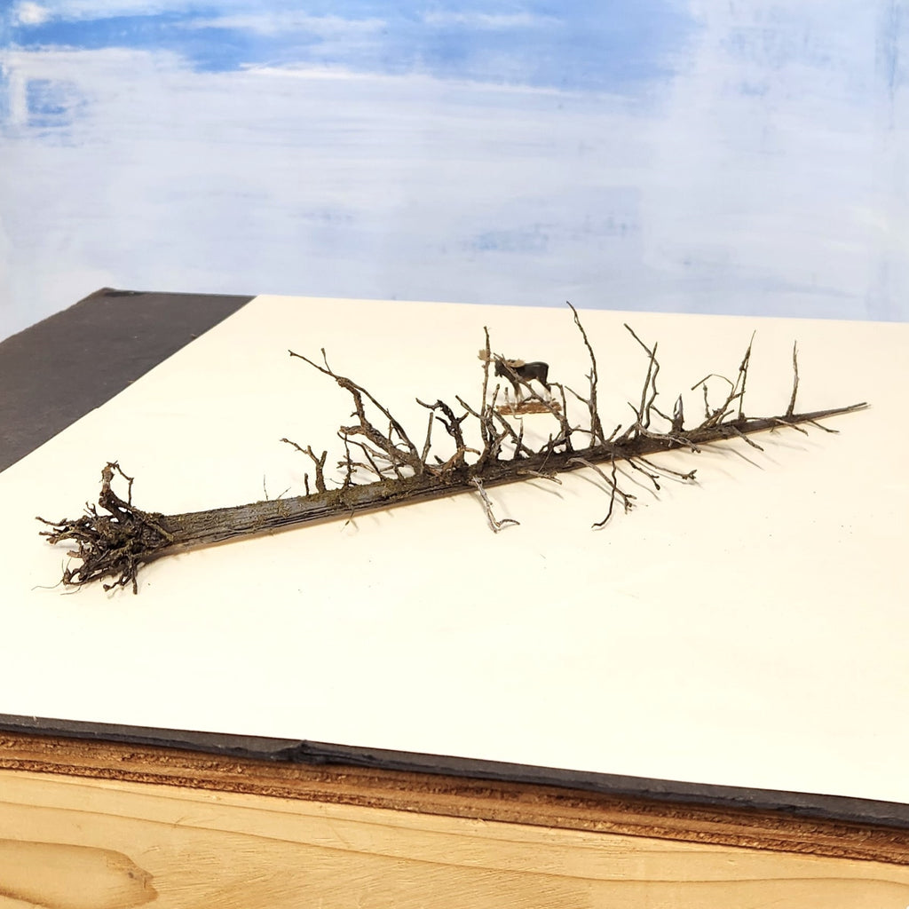 Lying Snag - 11 Inch