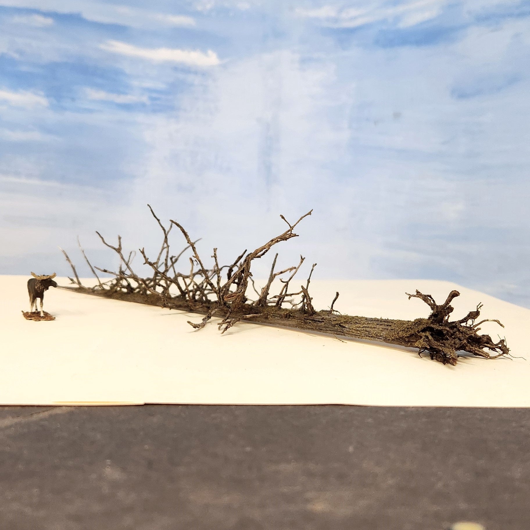 Lying Snag - 11 Inch