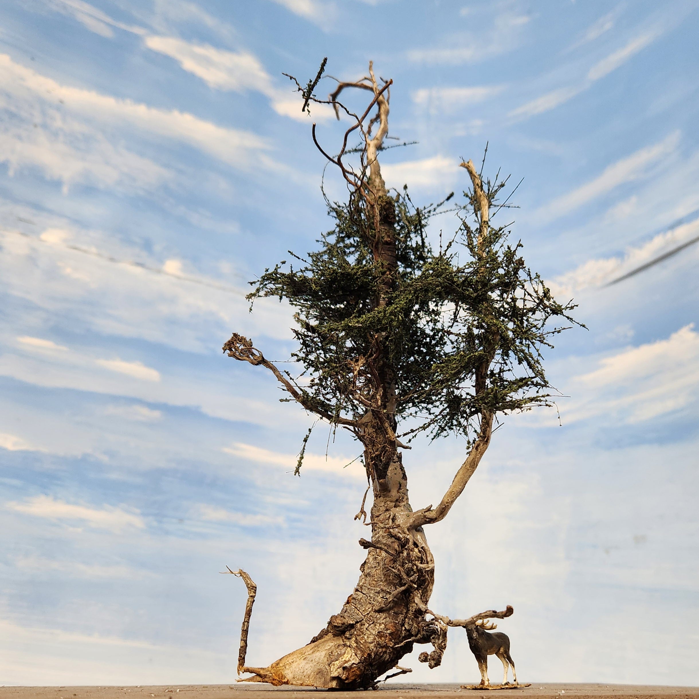 WindyTree Extraordinaire