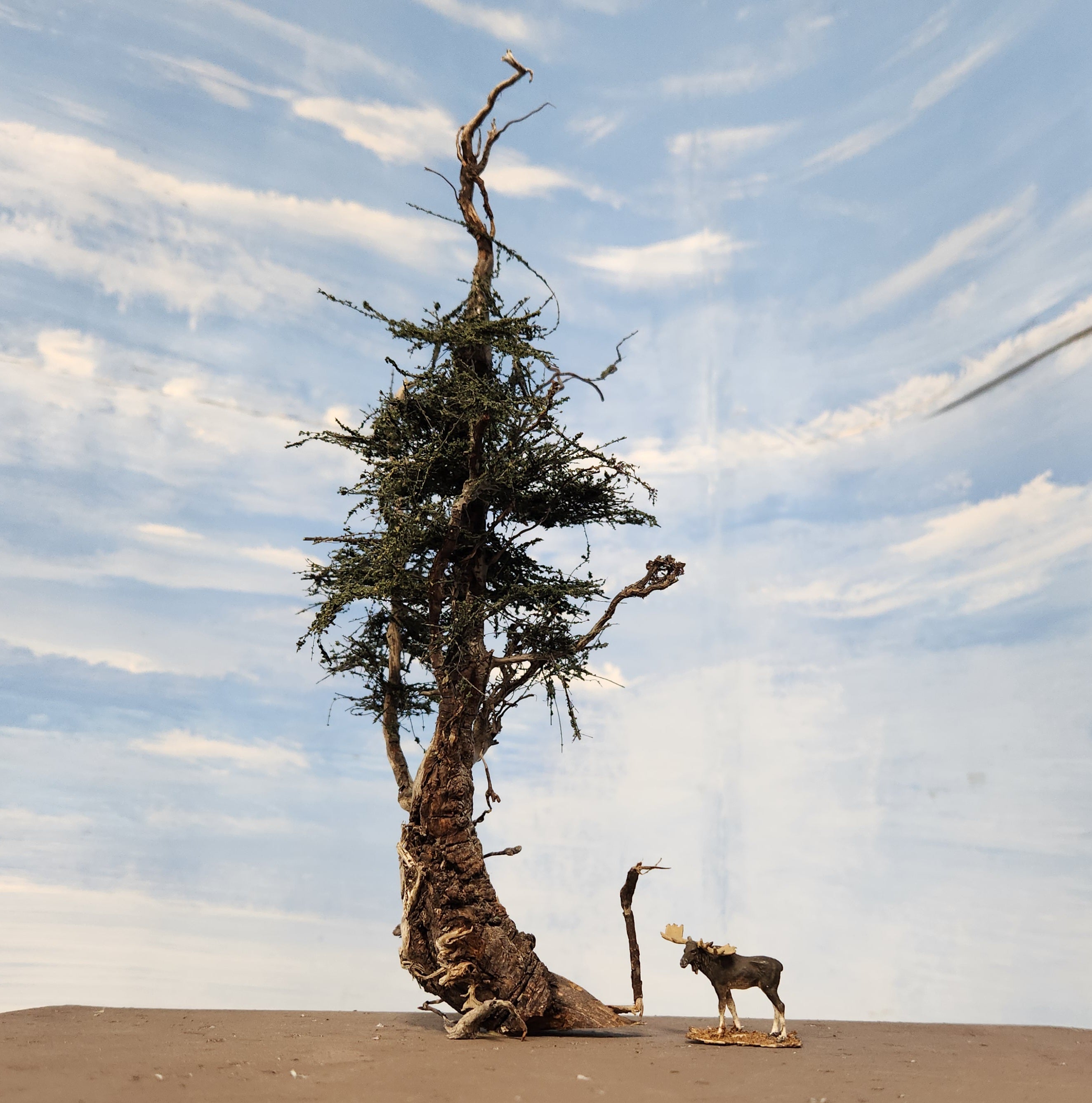 WindyTree Extraordinaire