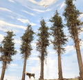 Lodgepole-Style Pine Trees, 8 inches, Five Trees
