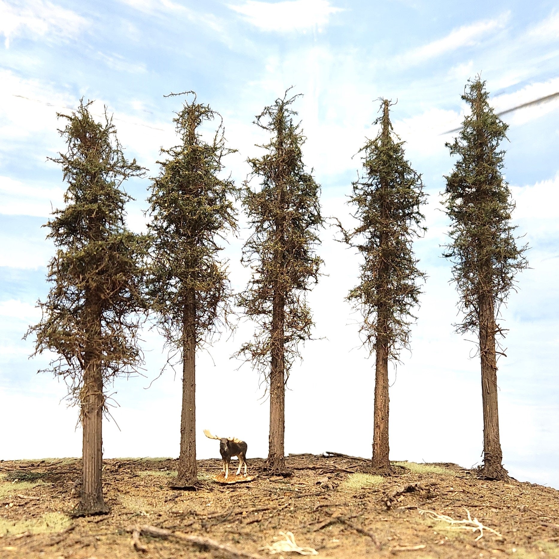 Lodgepole-Style Pine Trees, 8 inches, Five Trees