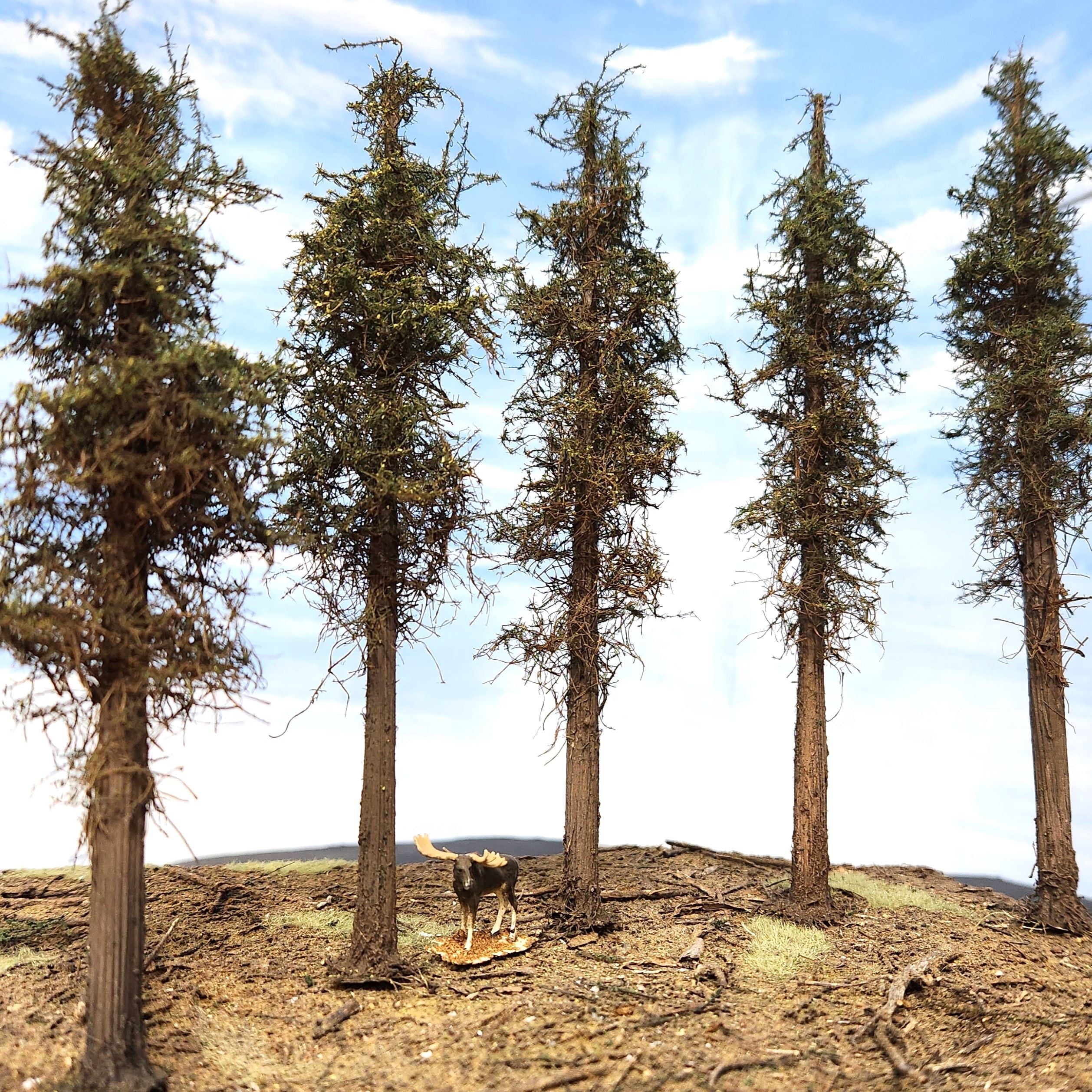 Lodgepole-Style Pine Trees, 8 inches, Five Trees