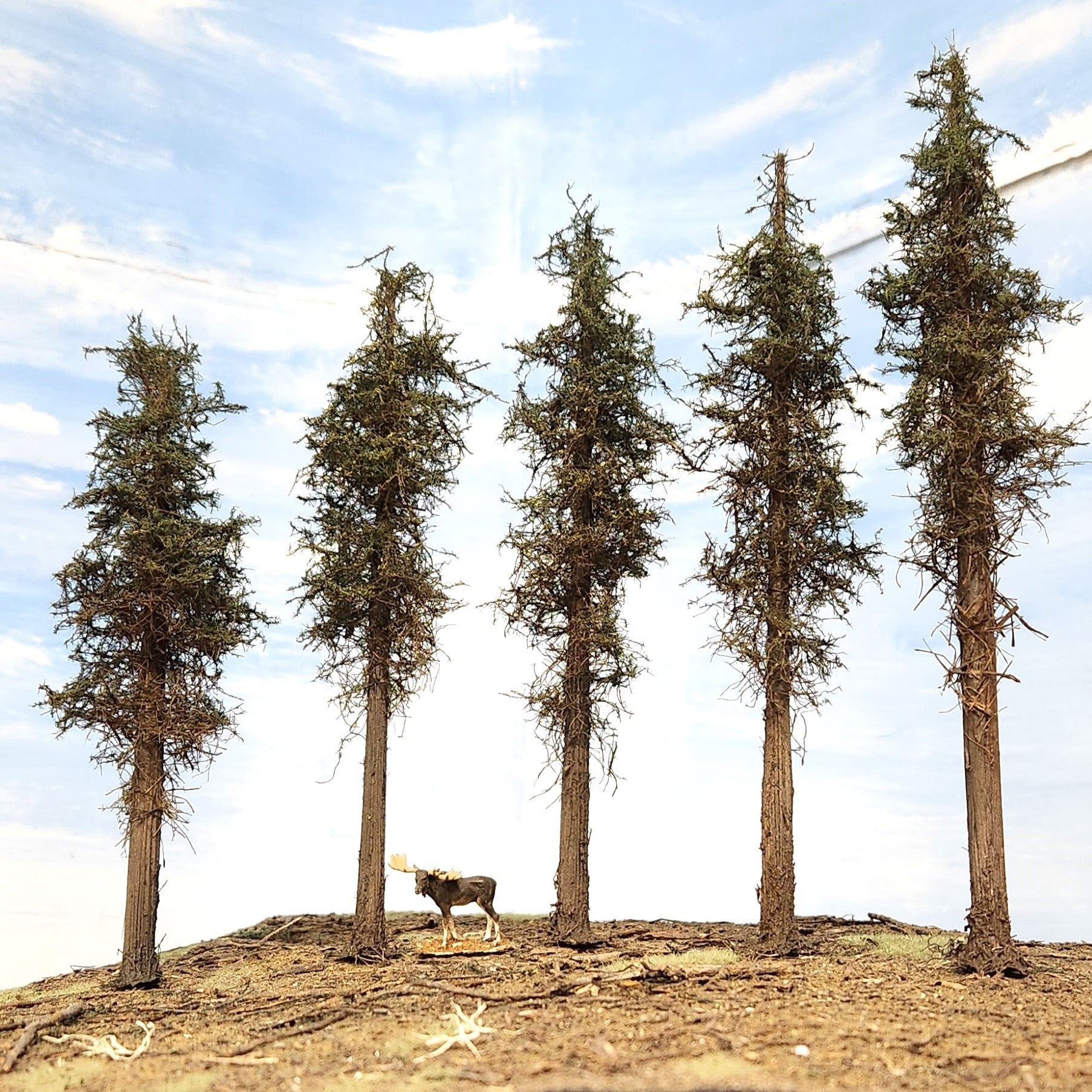 Lodgepole-Style Pine Trees, 8 inches, Five Trees