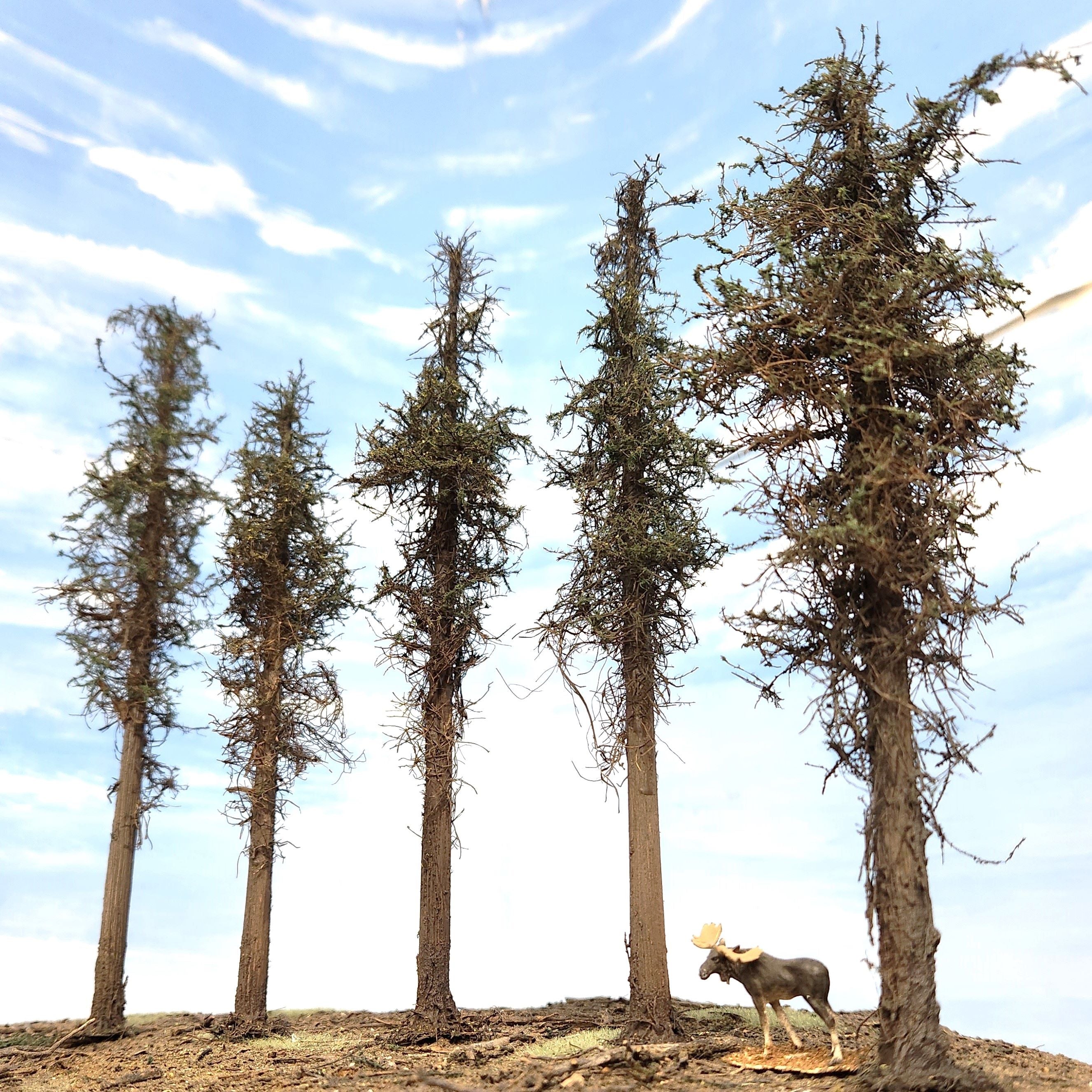 Lodgepole-Style Pine Trees, 8 inches, Five Trees