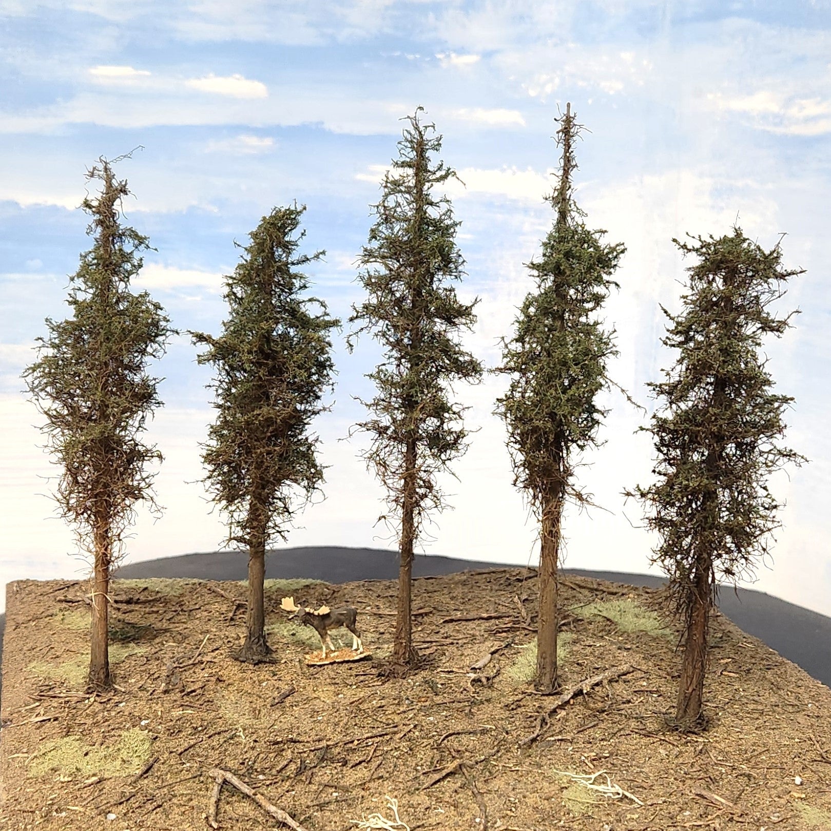 Lodgepole-Style Pine Trees, 8 inches, Five Trees