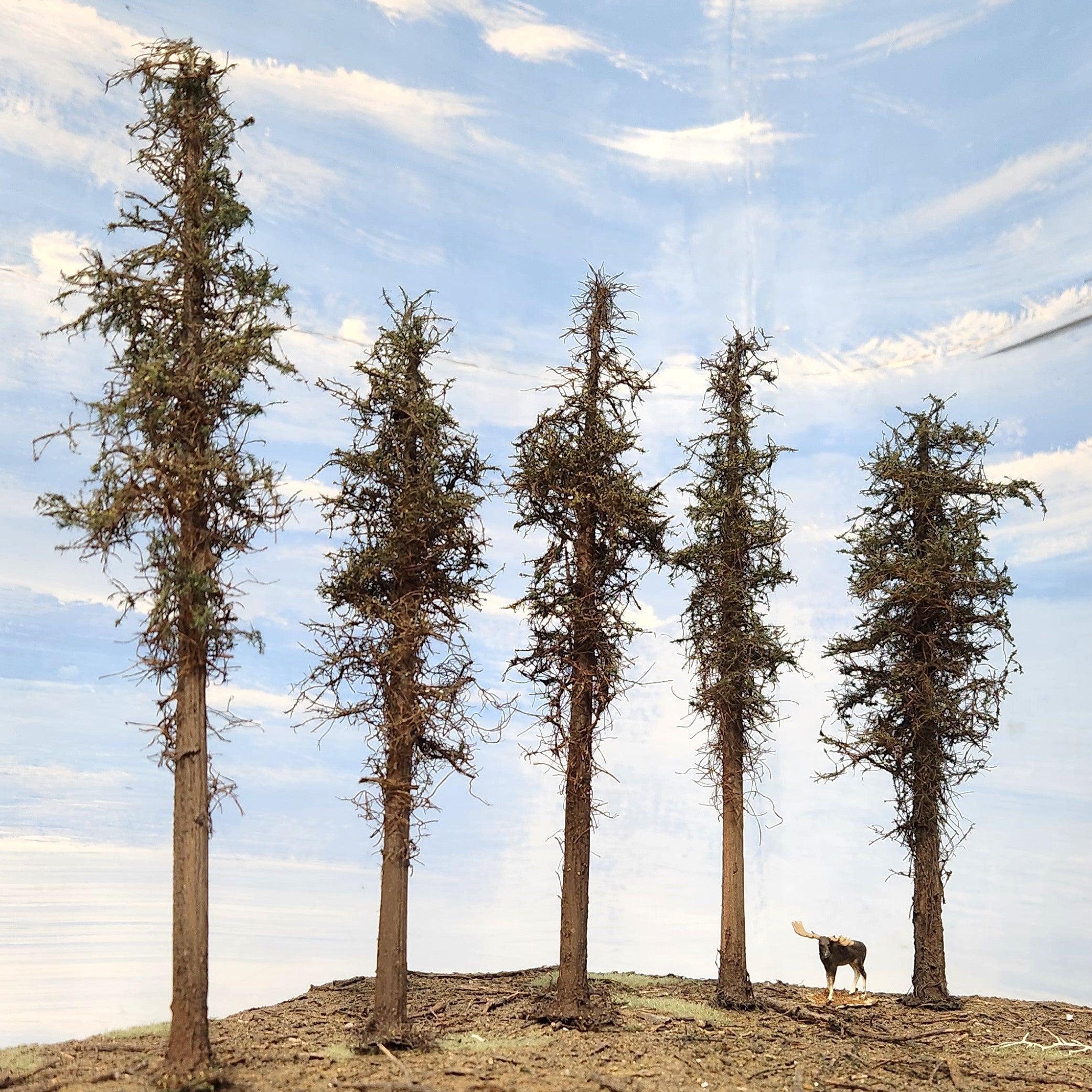 Lodgepole-Style Pine Trees, 8 inches, Five Trees