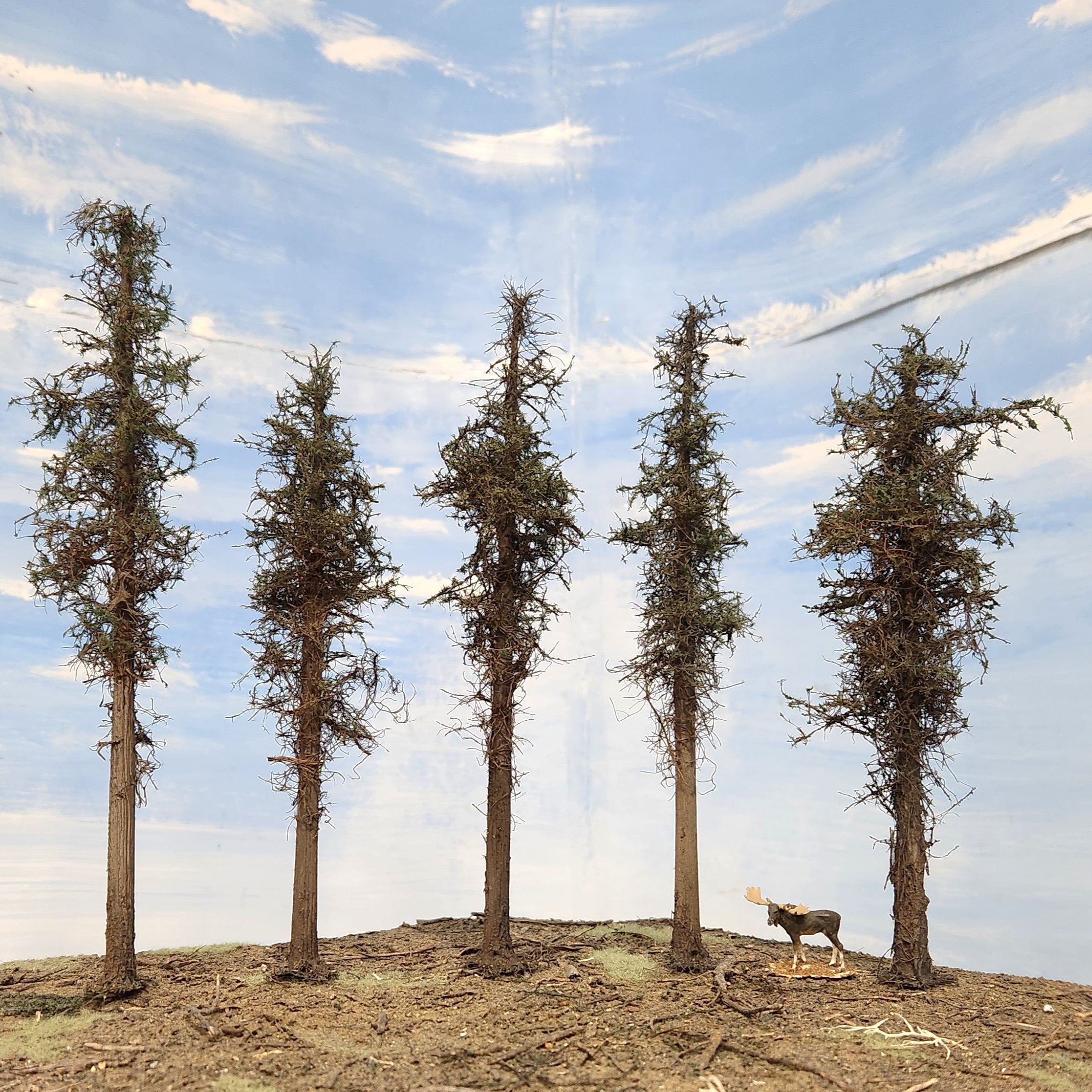 Lodgepole-Style Pine Trees, 8 inches, Five Trees