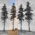 Premium Fir Tree - 9 Inch