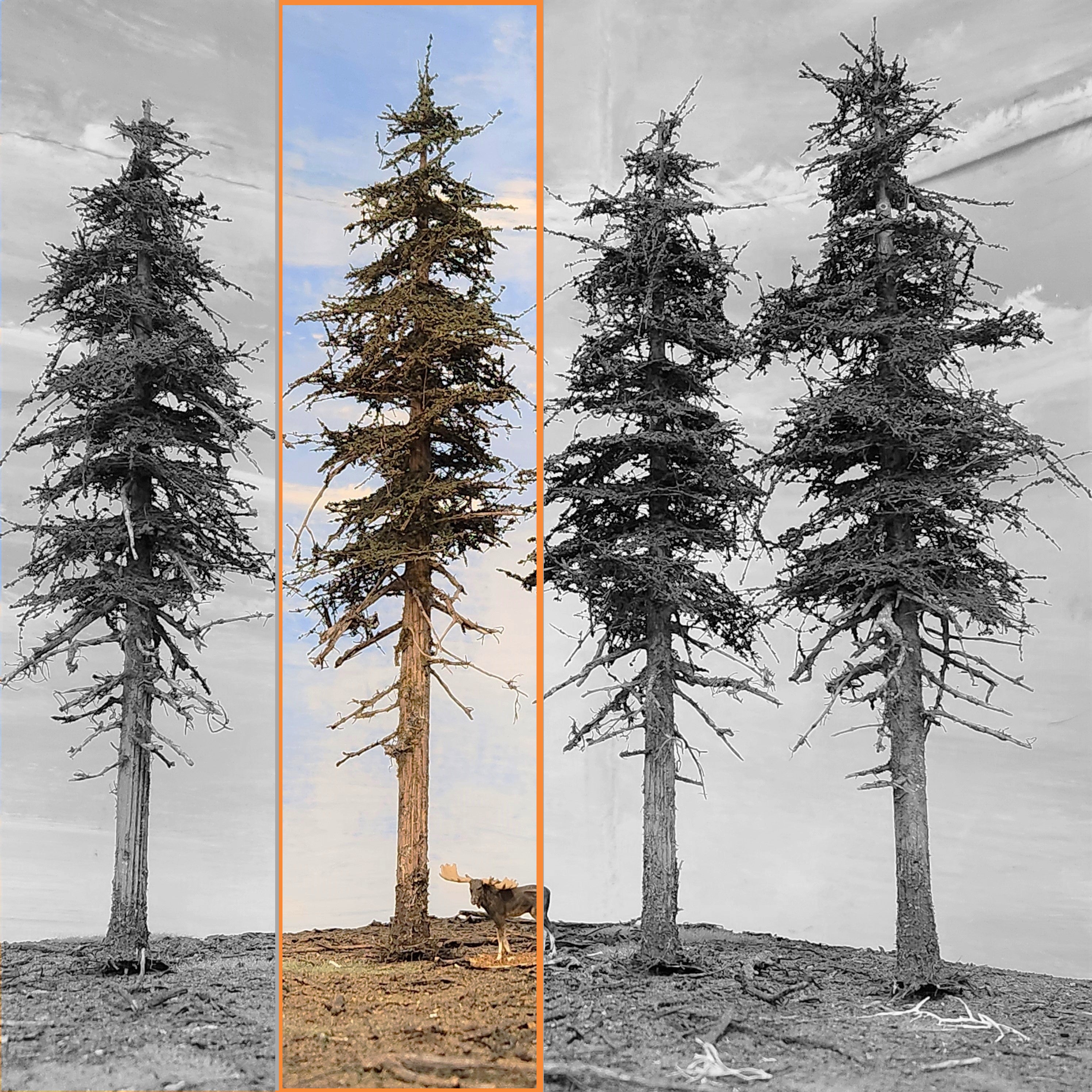 Premium Fir Tree - 9 Inch