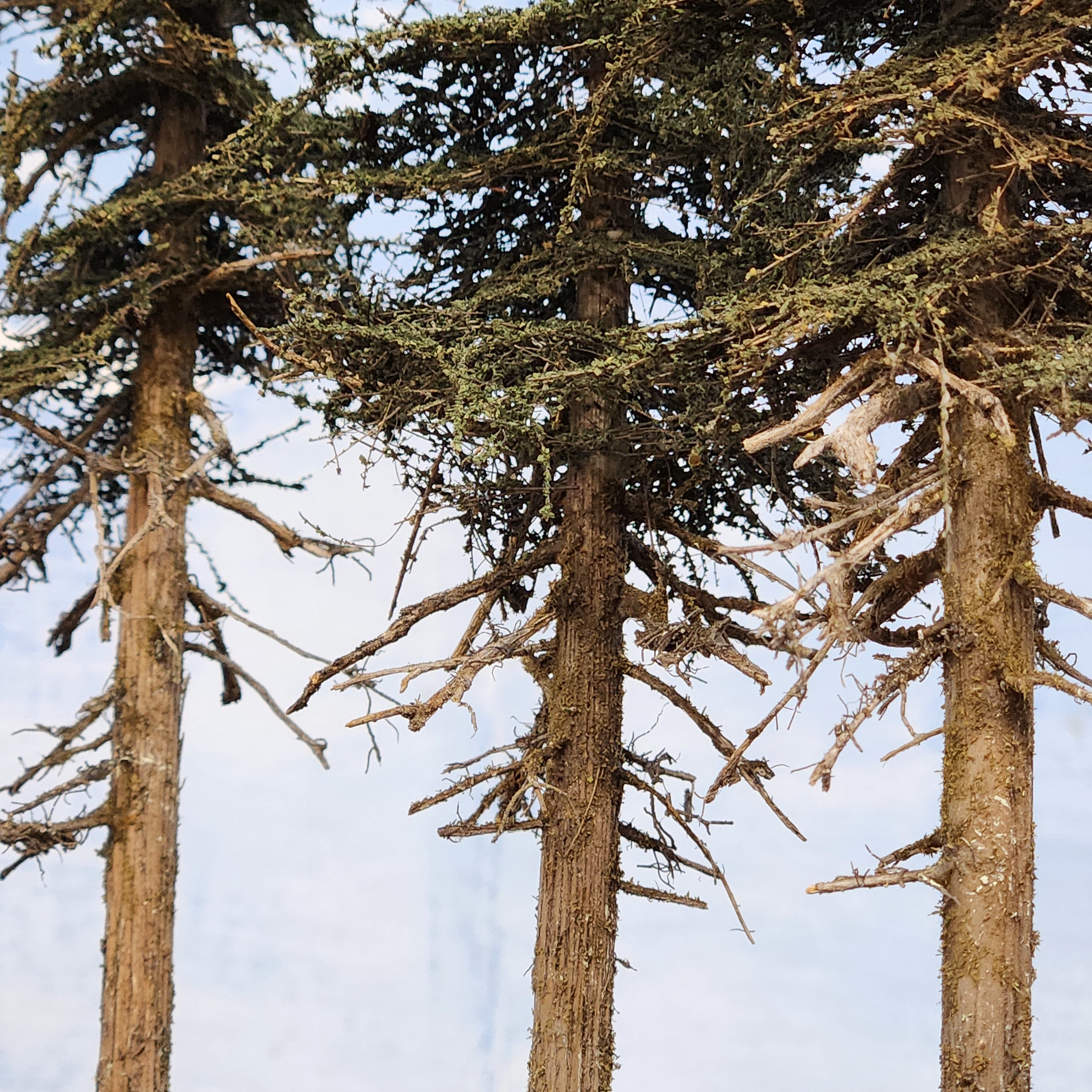 Premium Fir Tree - 9 Inch