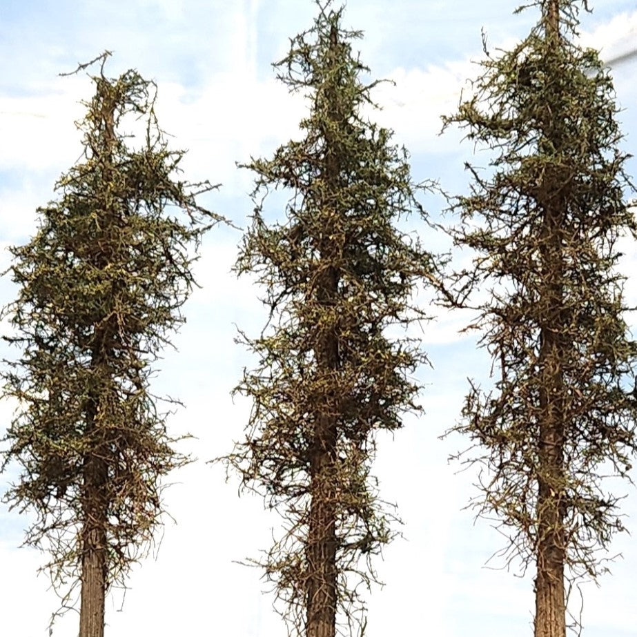 Lodgepole-Style Pine Trees, 9 inches, Four