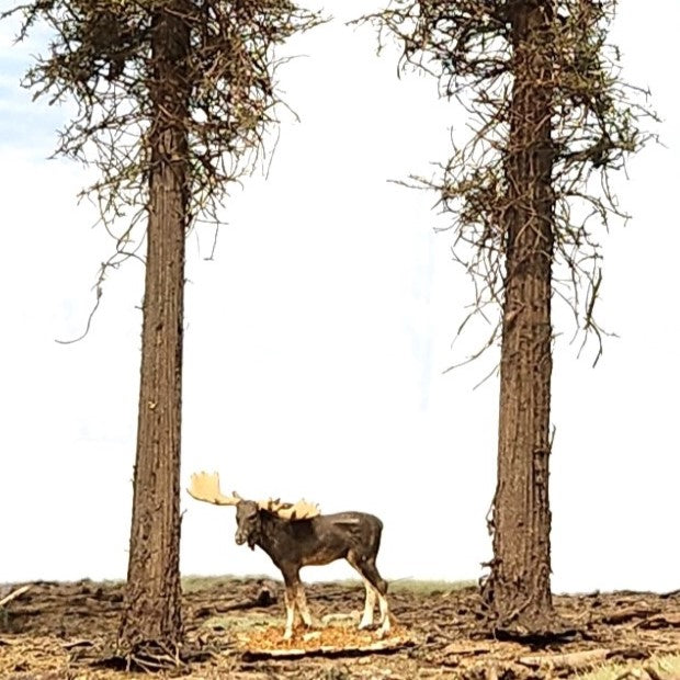 Lodgepole-Style Pine Trees, 9 inches, Four