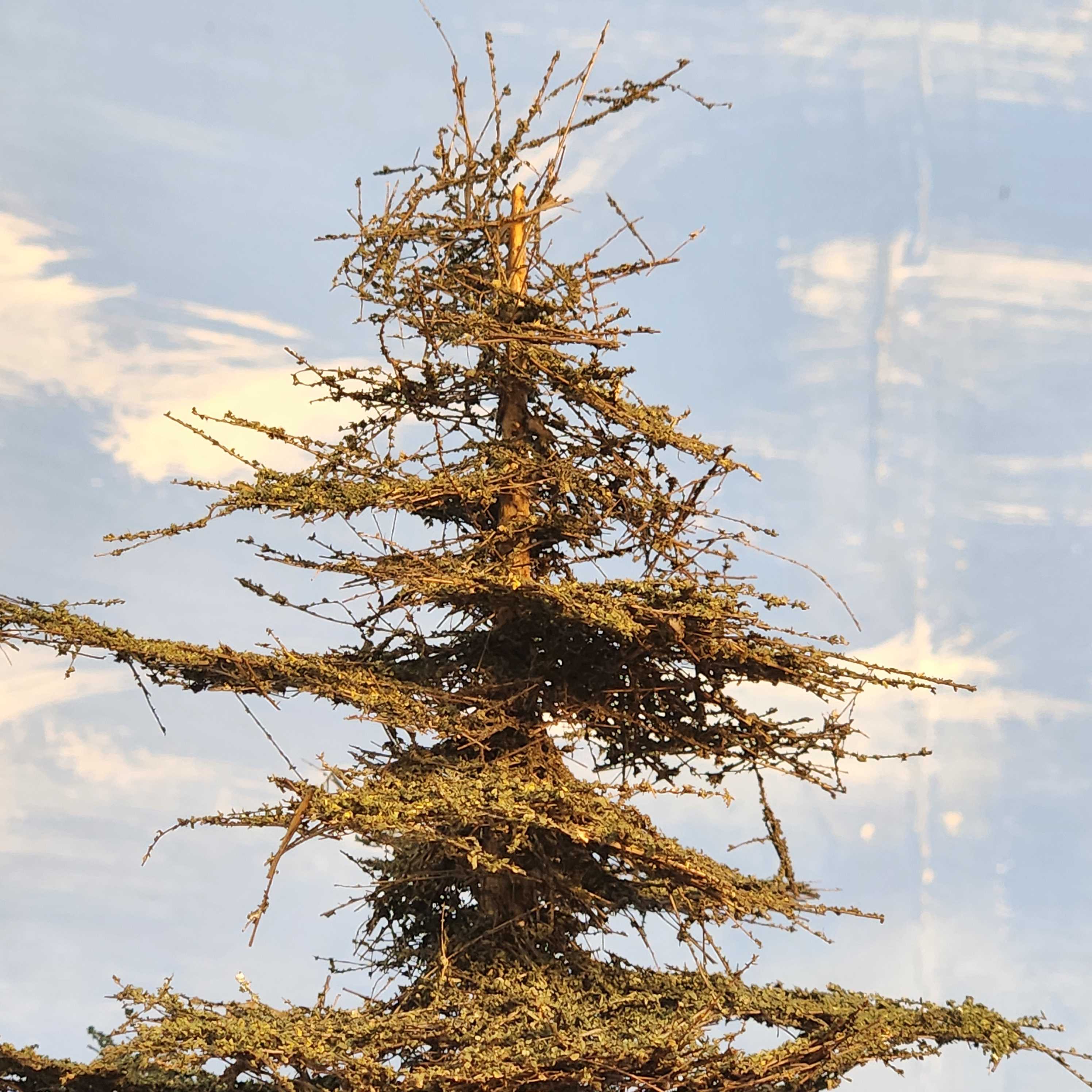 22 Inch Maximum Detail Fir